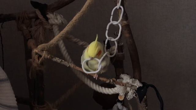 Игрушки попугая Корелла смотреть онлайн