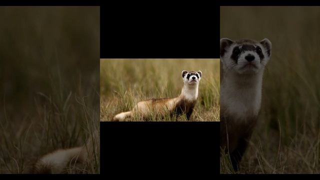 Американский хорёк смотреть онлайн