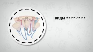 Анатомия и физиология почек. Нефрон