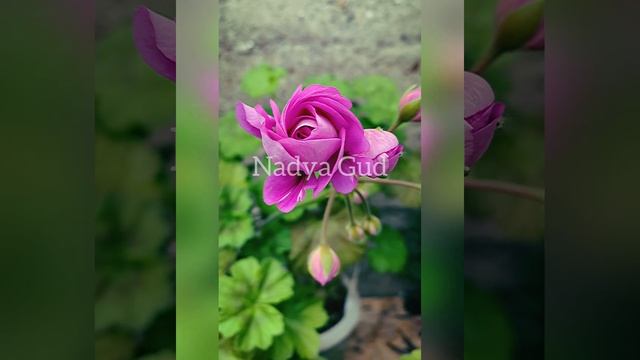 Редкие сорта пеларгонии смотреть онлайн