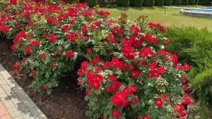 Розы. Шедевр моего сада - роза Робуста. Посмотрите как она хороша. Описание этого сорта.???