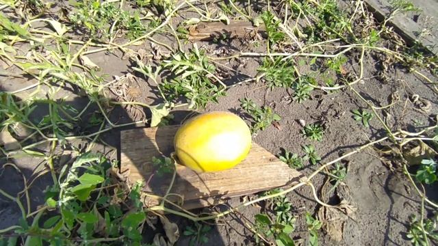 #33 Купили дачу? Поспели дыни и арбузы? Расширяем газон? смотреть онлайн