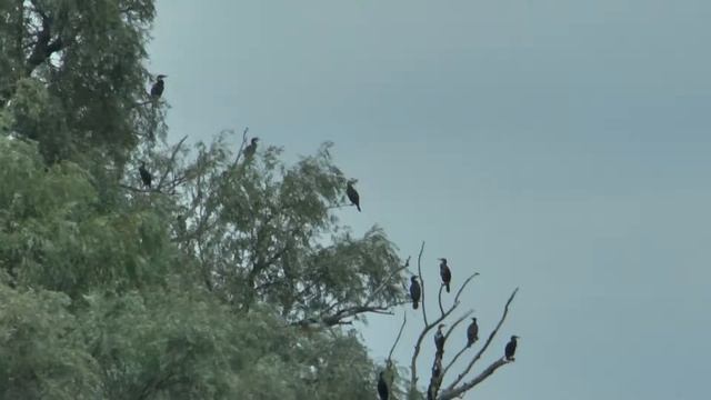 Экспедиция в Херсонские плавни.р.Конка смотреть онлайн