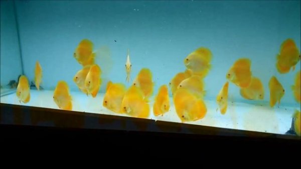 31 Types of Discus Fish 2022 - Famous Discus Fish Variety in the World