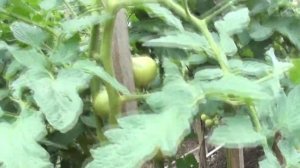 Томат Бэла Роса F1 достойный крупноплодный гибрид