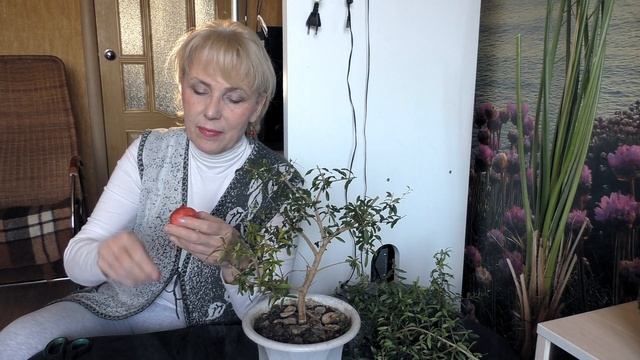Комнатный гранат в декабре.Обрезка, посадка, целебные свойства смотреть онлайн