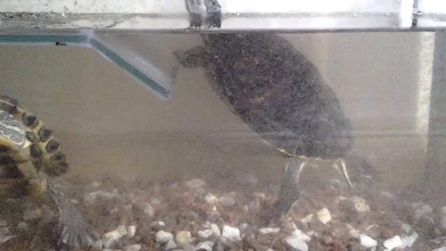 Уход за черепахами земноводными смотреть онлайн