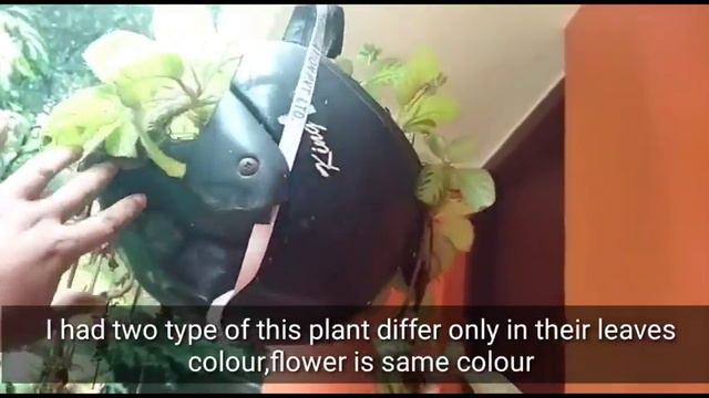 Episcia plant care смотреть онлайн