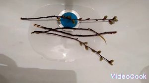 Как довать веточки? попугаю.?какие ветки можно довать?