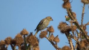 Зеленушка. Самка. ( Carduelis chloris )
