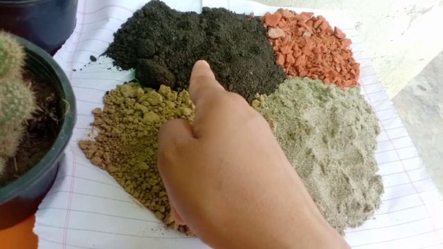 Propagation of echinopsis oxygona/How to propagate succulents смотреть онлайн