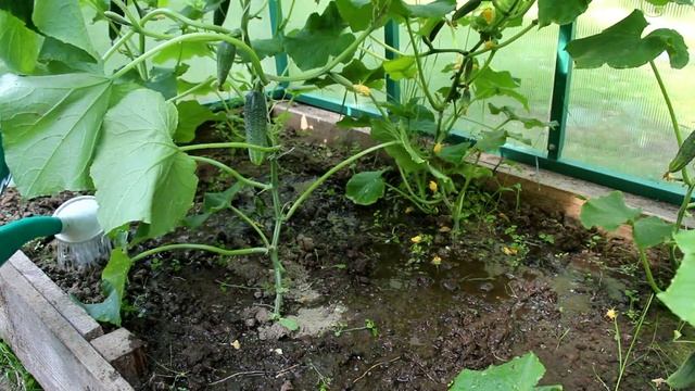 ВЛАЖНОСТЬ ПОЧВЫ И ВОЗДУХА для ОВОЩНЫХ КУЛЬТУР смотреть онлайн