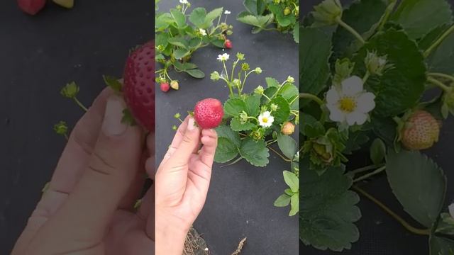 ЯркаЯ полЯнка. Капри смотреть онлайн