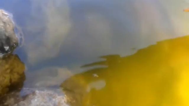 Обжоры :) Карпы кои и цветные караси. смотреть онлайн