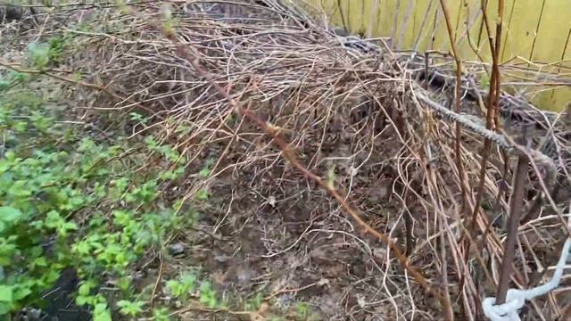 #ДАЧА НА СЕВЕРЕ 2022/ #СУРГУТ 23 МАЯ 2022/ ЧТО РАСТЕТ НА ДАЧЕ? #север #сибирь #хмао смотреть онлайн