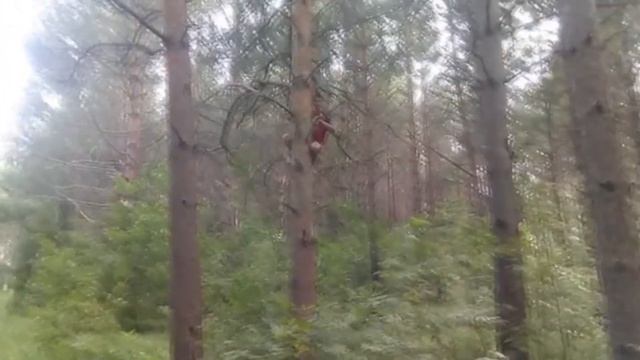 Дерево | Ты че дурак? | Шо ты там делаешь | Мем | Лес смотреть онлайн