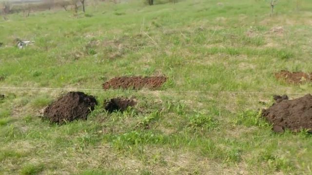 Посадил 100 деревьев и кустов!!! Акция ПОСАДИ ДЕРЕВО смотреть онлайн