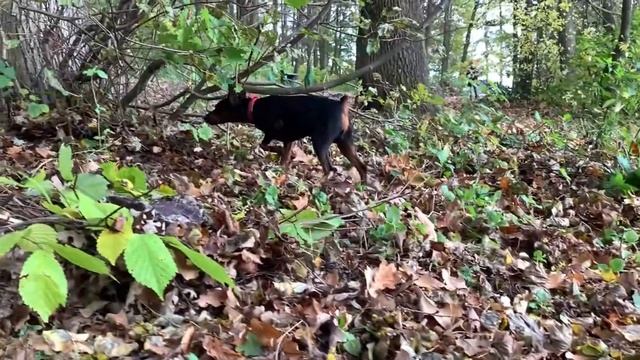 Цвергпинчер - 1 год 4 месяца смотреть онлайн