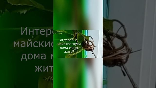Интересно, майские жуки дома могут жить? смотреть онлайн