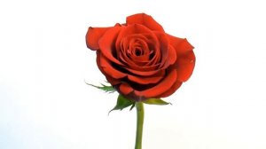 ИСТОРИЯ ЛЮБВИ Оркестр Поля Мориа!