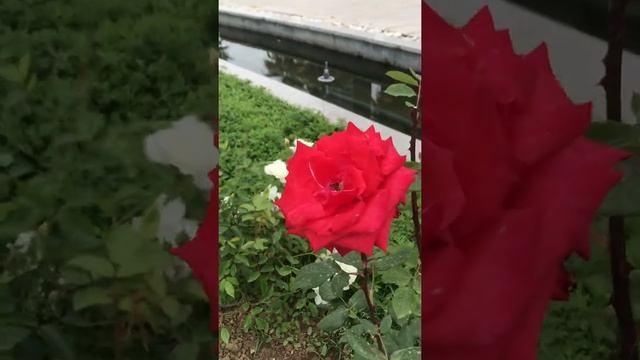 Райские сады в Батуми Грузия, божественная красота, розы, камелии, магнолии? смотреть онлайн