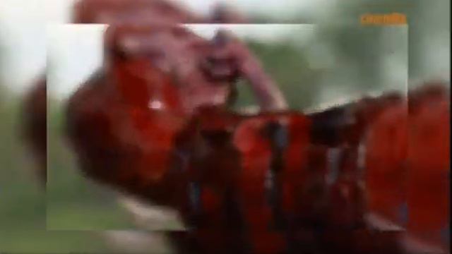 Mel Gibson Najlepsi reżyserzy Hollywood's Best Film Directors dokument lektor pl 2012 смотреть онлайн