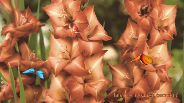 Гладиолус крупноцветковый Антика (gladiolus antica) ? обзор: как сажать, луковицы гладиолуса Антика смотреть онлайн