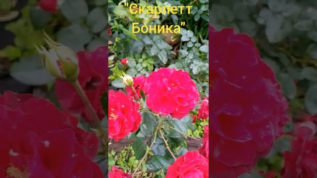 #shorts Красивые розы, "Скарлетт Боника". смотреть онлайн