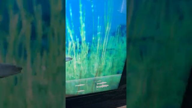 Рейкьявик музей Перлан / Reykjavik museum Perlan смотреть онлайн