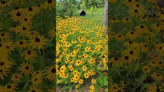 ....море цветов и 200 м. до моря.Дом в Нижней Эшере смотреть онлайн