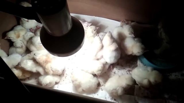 Ужасное инкубационное яйцо бройлера кобб500 NL.!!!Суточные бройлеры смотреть онлайн