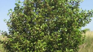 МУЖИК ПОДГЛЯДЫВАЛ ЗА МНОЙ В КУСТАХ ! ОДИНОЧНЫЙ ЖЕНСКИЙ ПОХОД В ЛЕС