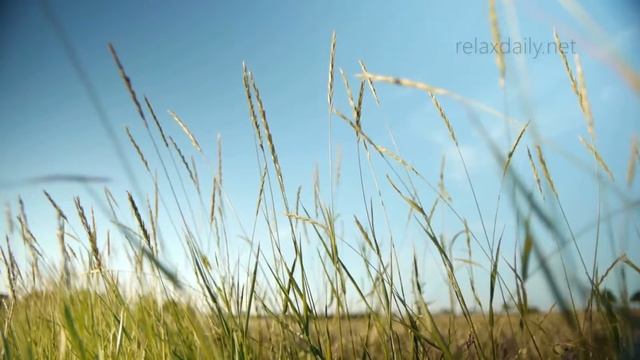 relaxdaily N°063 – Медленная, успокаивающая музыка – для отдыха, учебы, работы смотреть онлайн