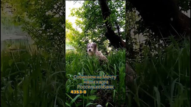 (Часть 20) ???? Отдых семьей на берегу речки в Ростовской области #shorts ? Шашлык, природа, смотреть онлайн