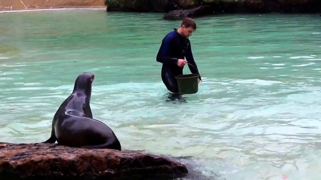 Berliner Zoo: Fütterung der Seelöwen смотреть онлайн