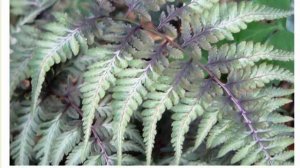 Папоротник кочедыжник женский и ниппонский Правила посадки и ухода