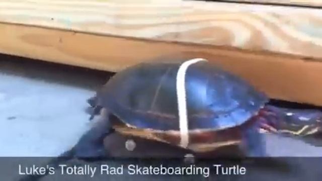 Skateboarding Turtle