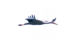 футаж  Аист летит