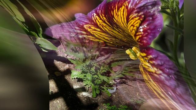 САЛЬПИГЛОССИС (SALPIGLOSSIS) смотреть онлайн