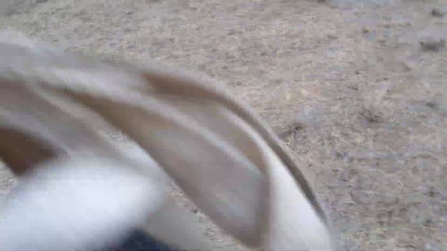 Прогулка Сайги перед РОДАМИ! смотреть онлайн