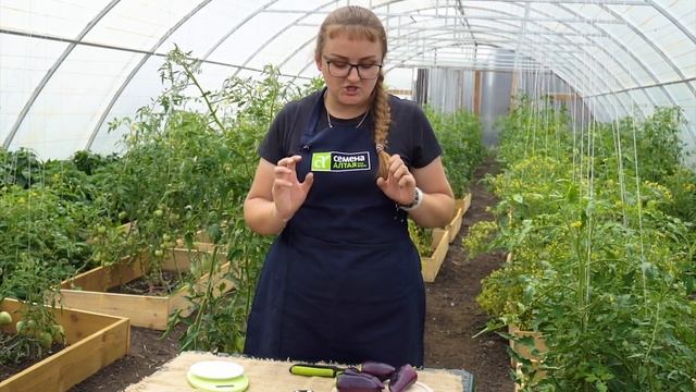 Этот перец вырастет даже в холодной сибири. Перец Сиреневый Блеск от Семена Алтая. Перец для Сибири смотреть онлайн