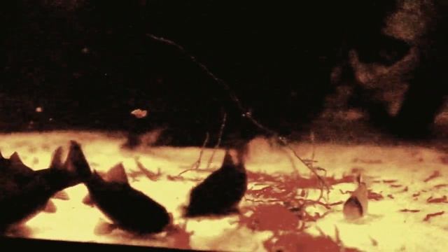 Corydoras aeneus "Black Venezuela" смотреть онлайн