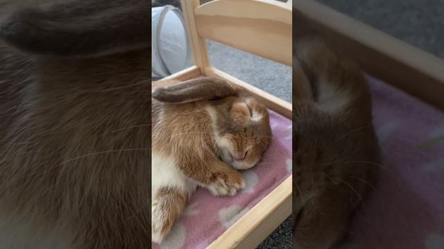 A bunny and her bed #housebunny #rabbit #rabbitcare #bunniesoftheworld смотреть онлайн