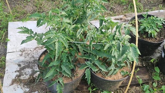 Немного от себя про карликовые томаты смотреть онлайн