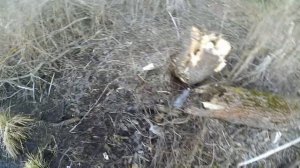 Ловля щуки на живца в ручье весной