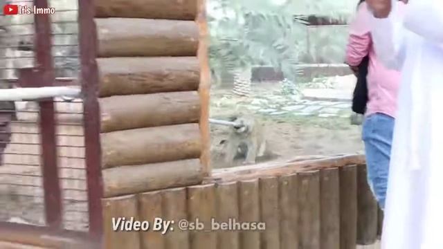 Mr Faisu and Jannat's Family VS Single Tiger | Dubai Fame Park By Saif Belhasa смотреть онлайн