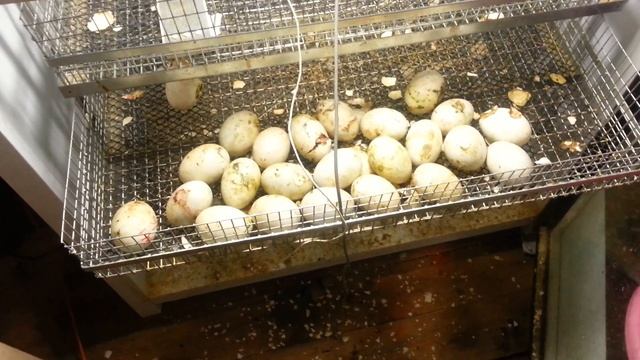 #Итоги#инкубации#МУЛАРДА#ФРАНЦИЯ!!!#Я#в#восторге#!!!# смотреть онлайн