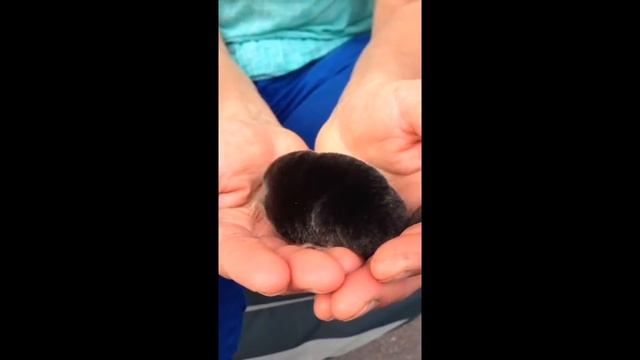 Süßer Maulwurf - dolce talpa - cute mole смотреть онлайн