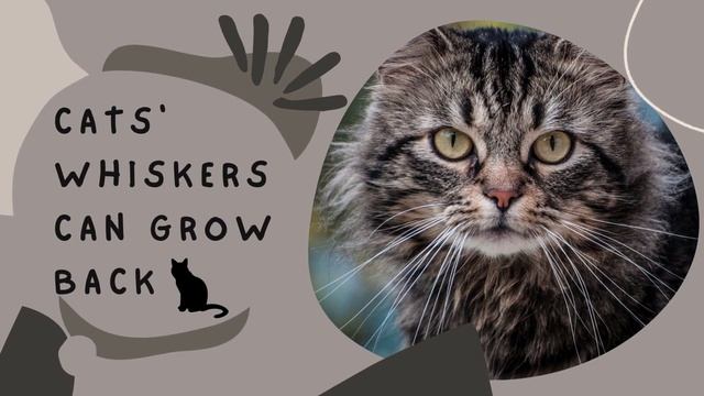 5 facts about cats you need to know смотреть онлайн