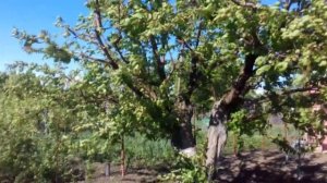 Как побороть монилиоз на абрикосах.